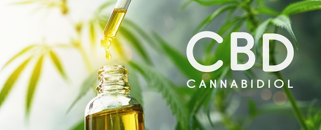 CBD droplet dosing a biological and ecological hemp plant herbal pharmaceutical cbd oil from a jar. Concept of herbal alternative medicine, cbd oil, pharmaceutical industry