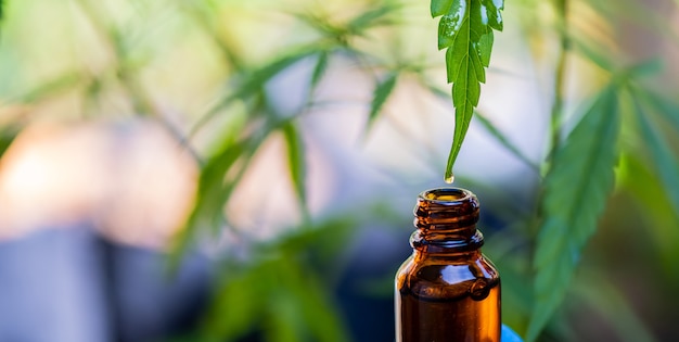 CBD hemp oil, drip, bio-medicine and ecology, hemp plant, herb, medicine, cbd oil from medical extraction