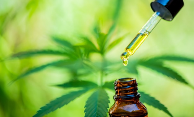 CBD hemp oil, drip, bio-medicine and ecology, hemp plant, herb, medicine, cbd oil from medical extraction