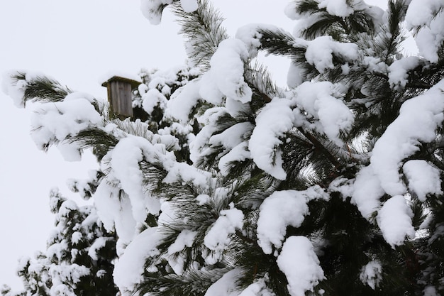 Cedar branches covered with snow in the village in winter against the background of a birdhouse