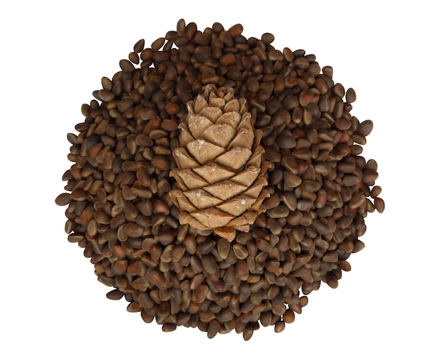 Cedar cone on cedar seeds