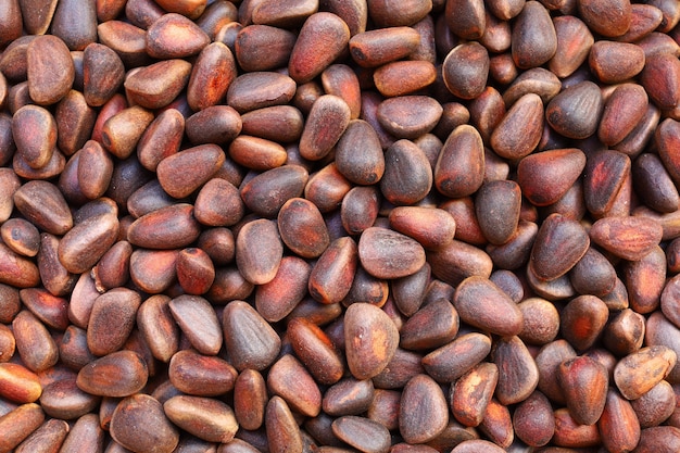 Cedar nuts in a brown shell