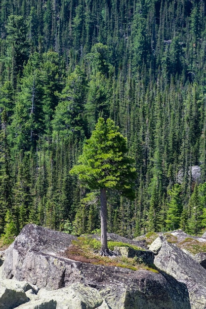 Photo cedar tree grows on rocks old mighty cedar tree grow on mossy meadow against the background of mountains the impressive siberian nature of the western sayans vertical view