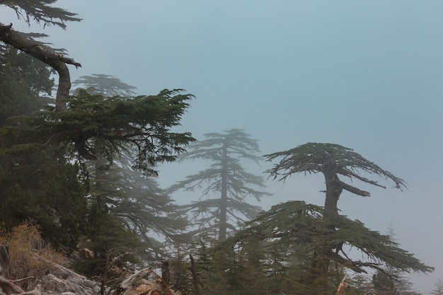 Cedar trees in mountains, Turkey