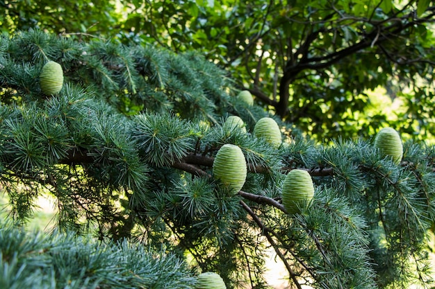 Cedrus Deodara in botanic garden Pinaceae tree