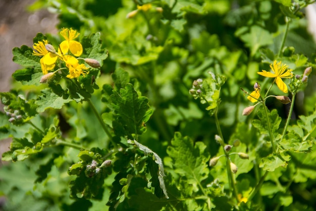 Celandine Chelidonium majus