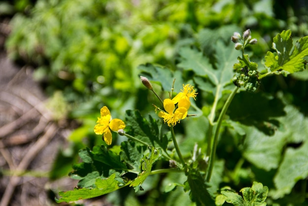 Celandine Chelidonium majus