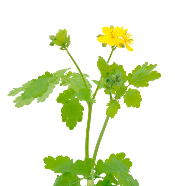 Celandine flowers on a white background