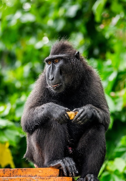 Celebes crested macaque is eating fruit Indonesia Sulawesi