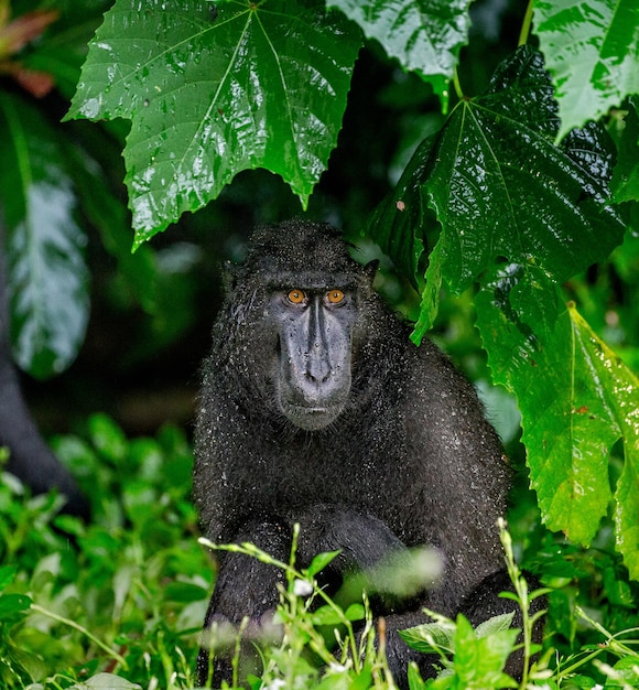 Celebes crested macaque is sitting under the tree in the rain Indonesia Sulawesi