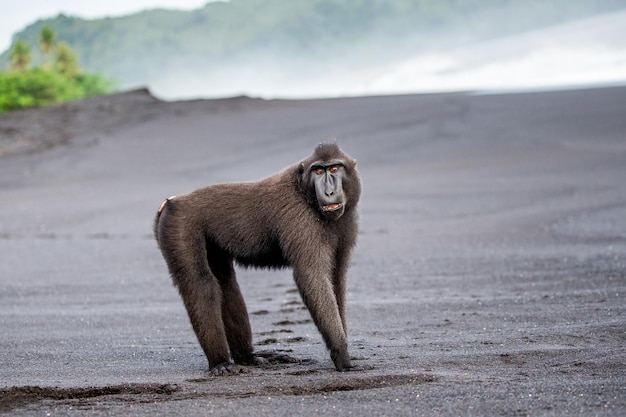 Celebes crested macaque is standing on a black sand sea beach Indonesia Sulawesi