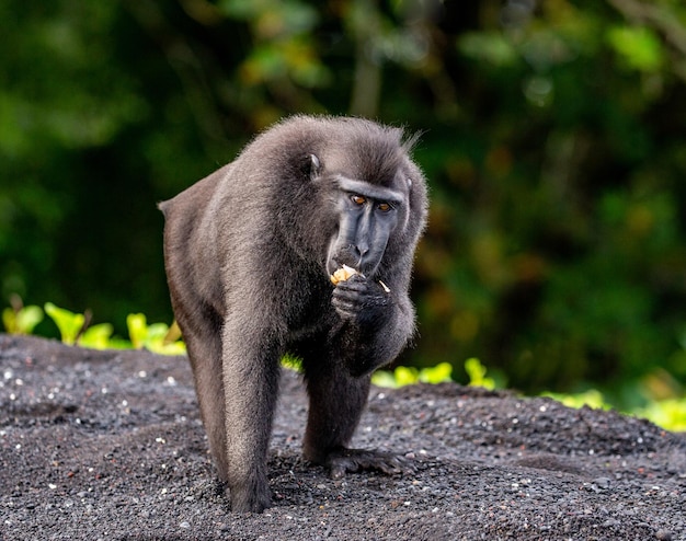 Celebes crested macaque is standing on the sand against the backdrop of the jungle Indonesia Sulawesi