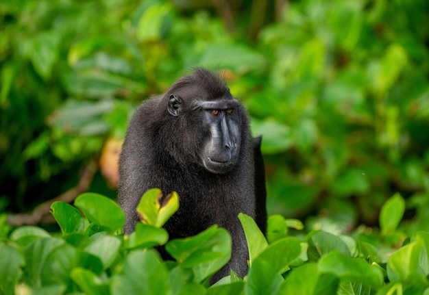 Celebes crested macaque among tropical vegetation Indonesia Sulawesi