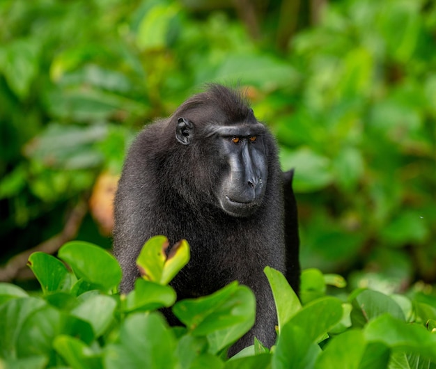 Celebes crested macaque among tropical vegetation Indonesia Sulawesi