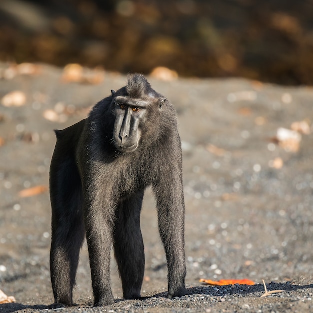 celebes crested macaque in wildlife