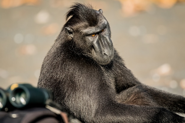 celebes crested macaque in wildlife