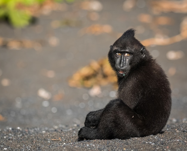 celebes crested macaque in wildlife