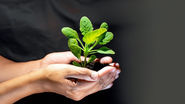 Celebrating Growth Captivating Photo of Hands Holding a Young Green Plant Embrace the Beauty