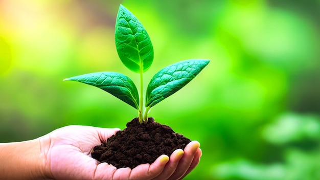 Celebrating Growth Captivating Photo of Hands Holding a Young Green Plant Embrace the Beauty