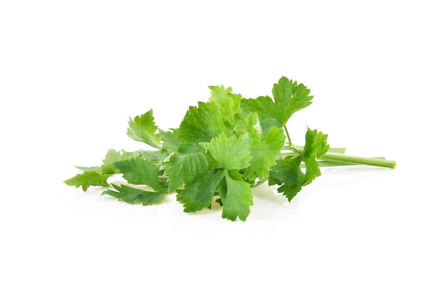 Celery isolated on white background