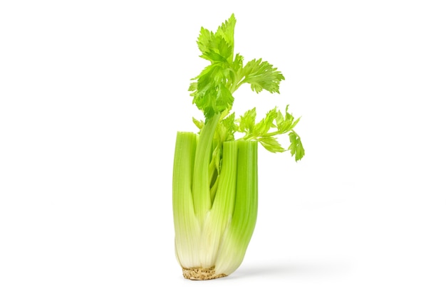 Celery isolated on white