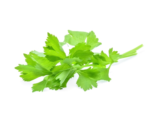 Celery isolated on white