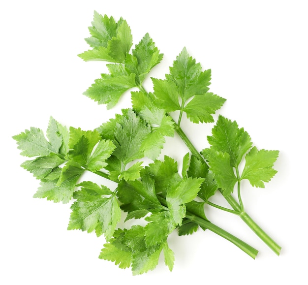 Celery leaves close-up on a white background. Top view