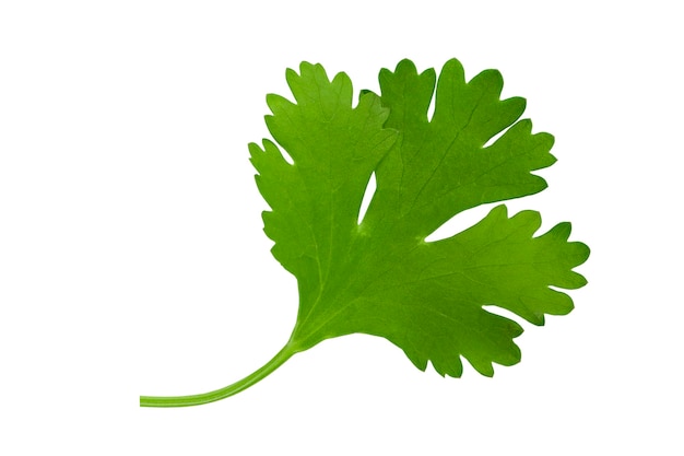 celery leaves isolate on white background