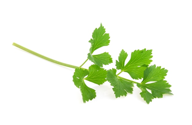 Celery or parsley leaf isolated on white background