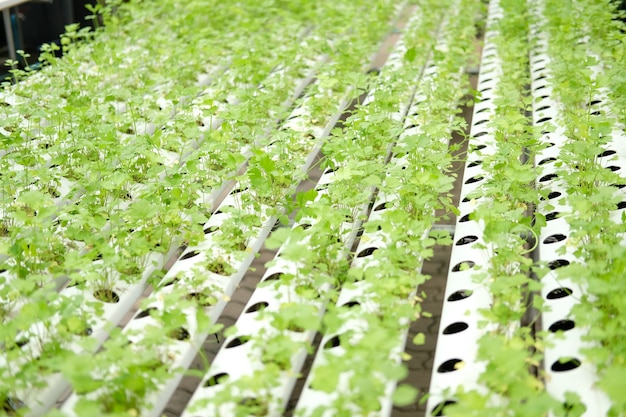 Celery vegetable growing in plant nursery in hydroponics farm