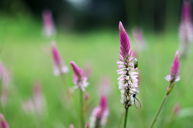 Celosia argentea Linn