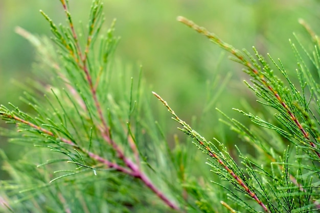 Cemara Udang Australian pine tree, whistling pine tree Casuarina equisetifolia leaves shallow focus