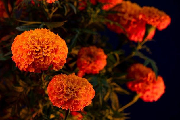 Cempasuchil yellow marigold flowers cempazchitl for altars of day of the dead mexico