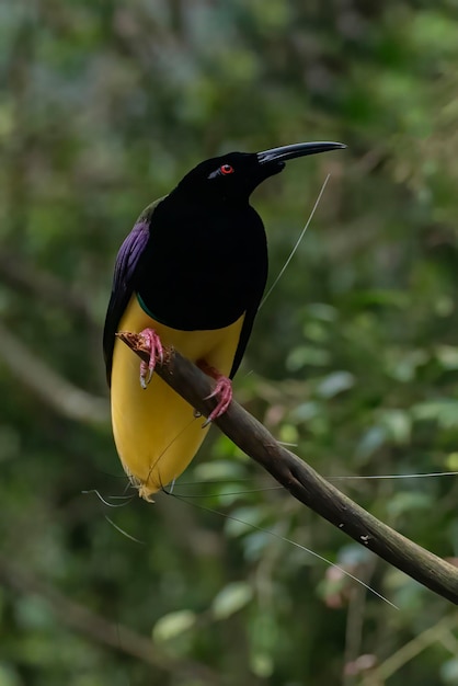 Cendrawasih mati kawat on tree branch