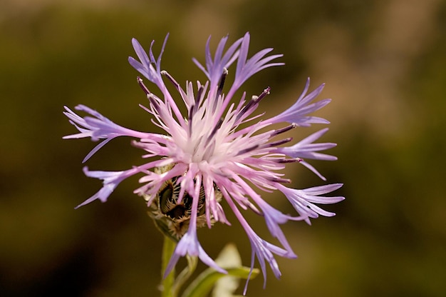 Centaurea is a genus of herbaceous plants in the Asteraceae family. 