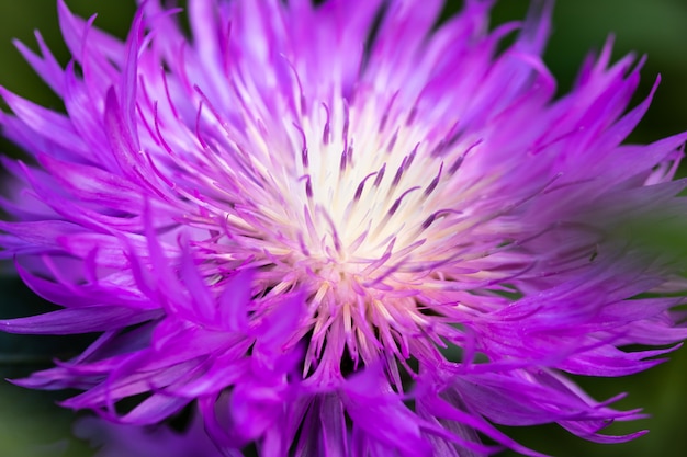 Centaurea jacea, close up of a purple flower star shape, hybrid of black knapweed. Macro photography. Bright texture, floral background, concept of summer wallpaper.