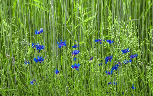 Centaurea montana mountain cornflower blue purple flowers in bloom knapweed bluet flowering plant