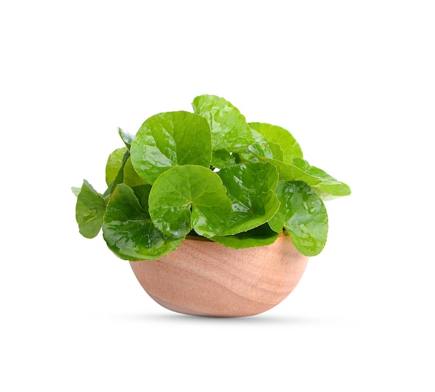 Centella asiatica, Asiatic Pennywort,(Centella asiatica (Linn.) Urban.) in wood bowl.