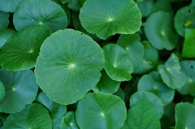 Centella asiatica background in the garden