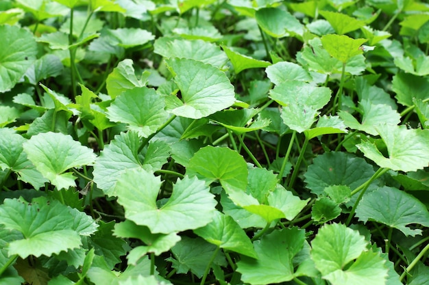 centella asiatica leaves, growing in the garden