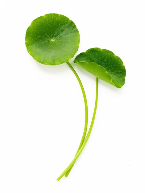 Centella asiatica leaves isolated on white background