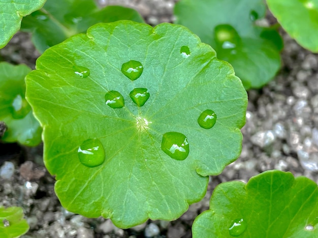 Centella asiatica Medicinal plants that have medicinal properties