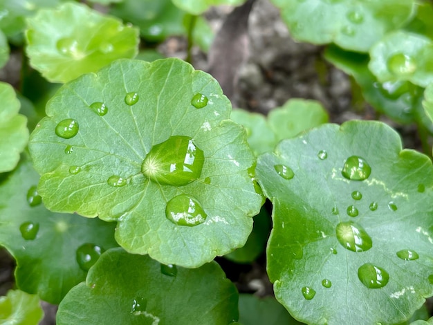 Centella asiatica Medicinal plants that have medicinal properties