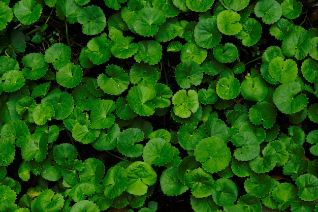 Centella Asiatica top view