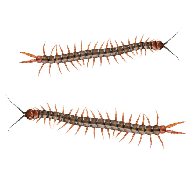 Centipedes are elongated segmented metameric creatures with one pair of legs per body segment