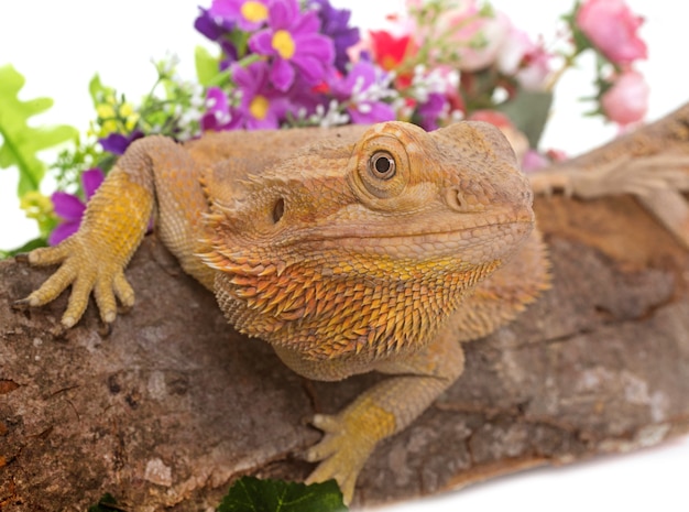 Central bearded dragon