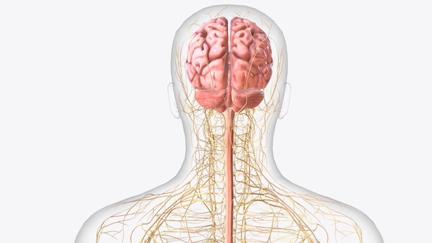 Photo the central nervous system is the brain and spinal cord while the peripheral nervous system consists of everything else