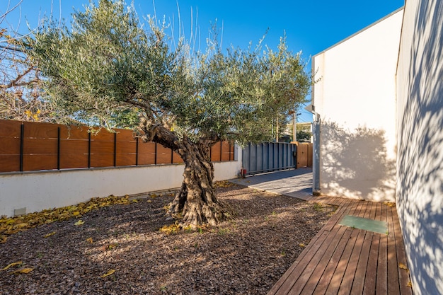 Centuriesold tree with a wide crown and strong powerful roots alone in the yard on the private