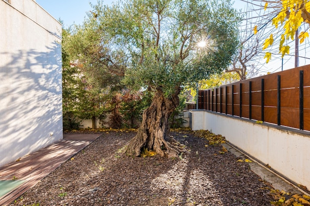 Centuriesold tree with a wide crown and strong powerful roots alone in the yard on the private