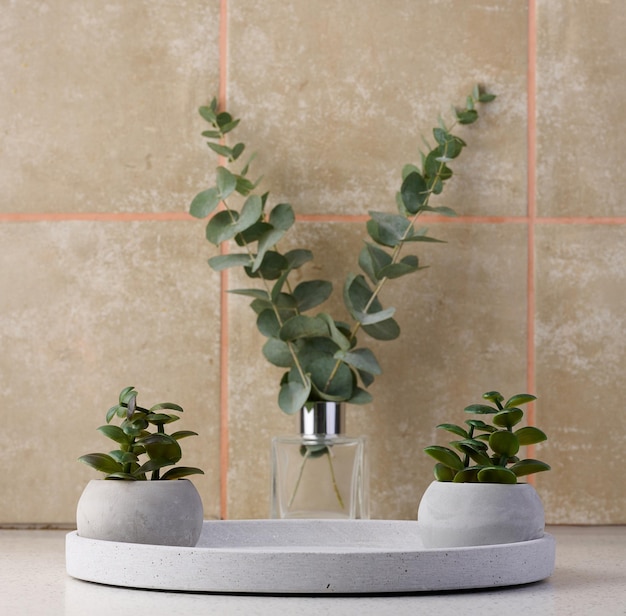 Ceramic pot with a plant on the table